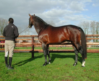 DIAMANTE de SEMILLY (SF) ディアマンテ・ドゥ・セミー 173cm 1991年　鹿毛