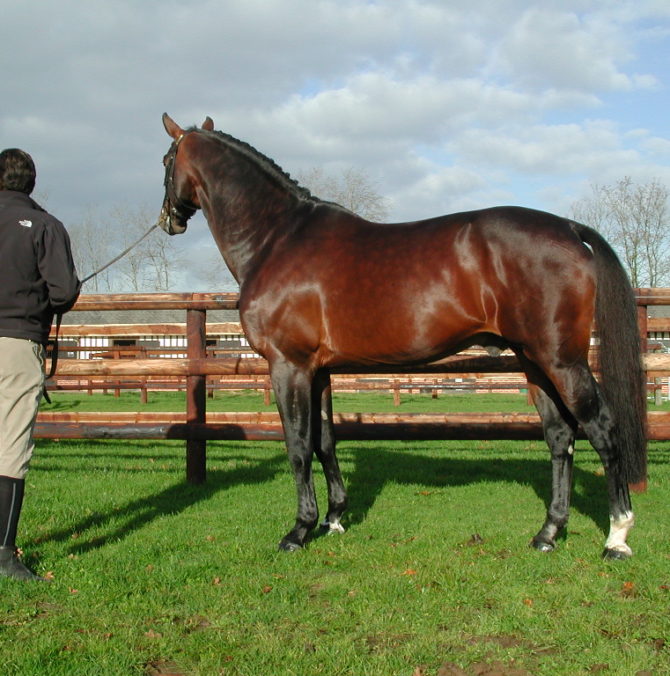 DIAMANTE de SEMILLY (SF) ディアマンテ・ドゥ・セミー 173cm 1991年　鹿毛