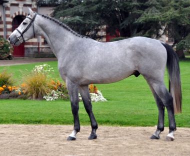 CAPTAIN SEMILLY (SF) キャプテン セミー 169cm 2012年 葦毛　