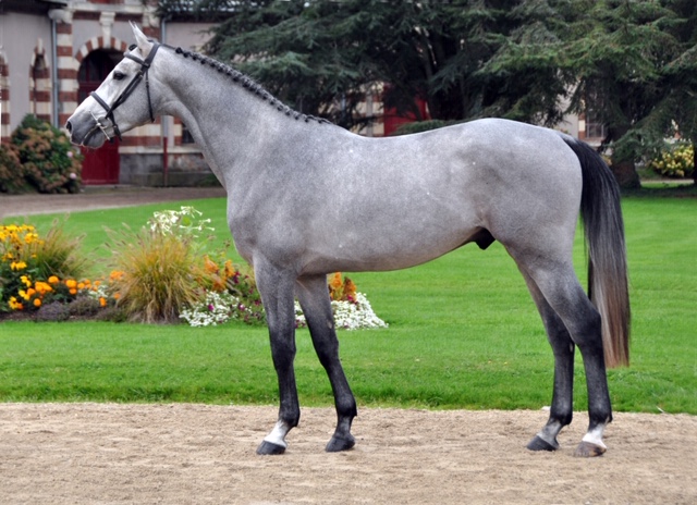 CAPTAIN SEMILLY (SF) キャプテン セミー 169cm 2012年 葦毛　