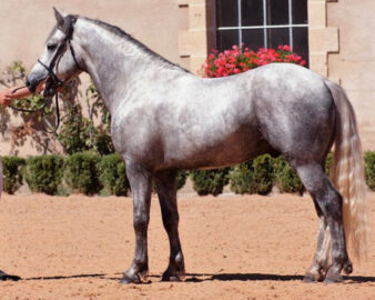 DARKSHADOW DES DAUGES ダークシャドー デ ドージュ 2013年　147cm 葦毛　