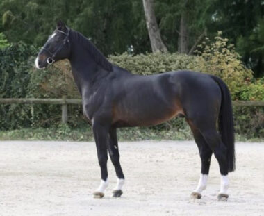 QLASSIC BOIS MARGOT(SF) クラシック・ボワ・マルゴー 169cm 2004年