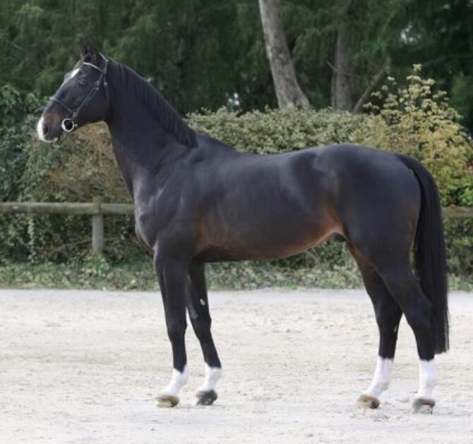 QLASSIC BOIS MARGOT(SF) クラシック・ボワ・マルゴー 169cm 2004年
