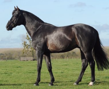 VLEUT  (KWPN) ヴルート165cm 2002年 青鹿毛　