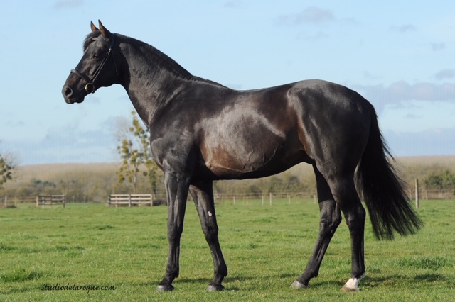 VLEUT  (KWPN) ヴルート165cm 2002年 青鹿毛　